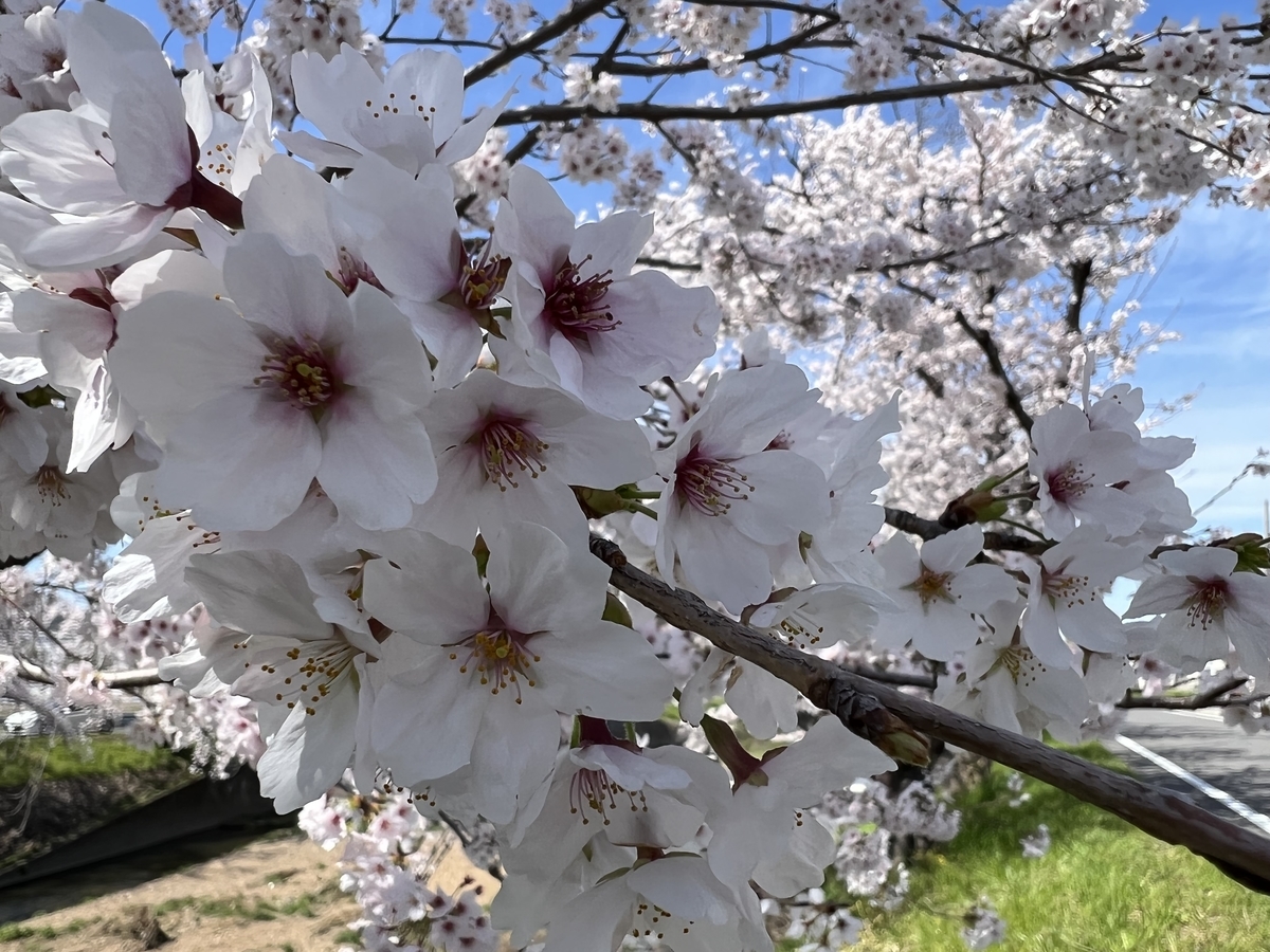 f:id:gk-murai33-gk:20220401214012j:plain