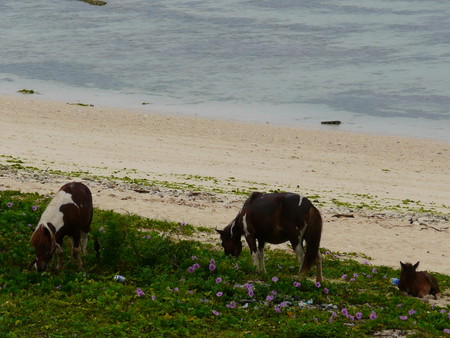 f:id:gk-okinawa:20080603111020j:image