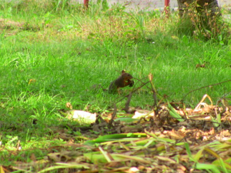 f:id:gk-okinawa:20081005075910j:image