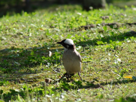 f:id:gk-okinawa:20090428163458j:image