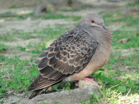 f:id:gk-okinawa:20090428170916j:image
