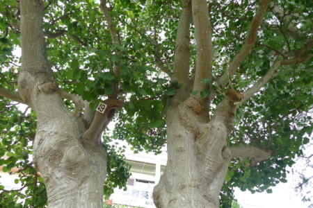f:id:gk-okinawa:20091116155122j:image f:id:gk-okinawa:20091116155122j:image