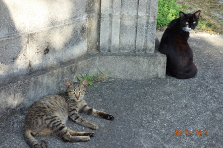 f:id:gk-okinawa:20140130163309j:image