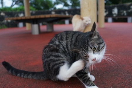 f:id:gk-okinawa:20140603191143j:image