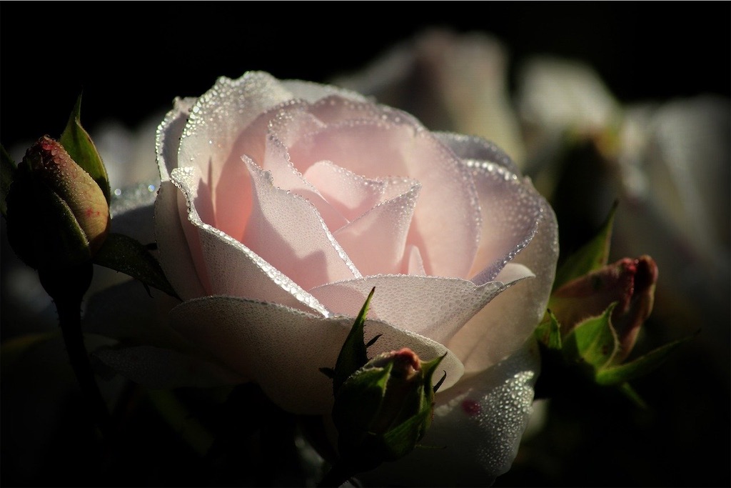 f:id:gkinui:20200419185800j:image
