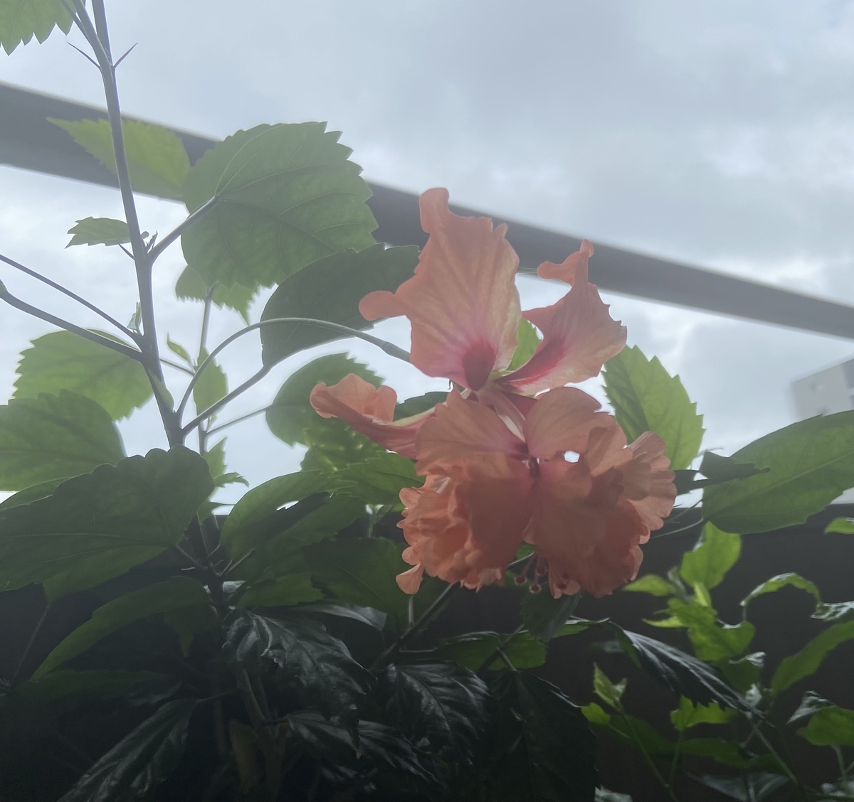 f:id:gkinui:20210808224355j:plain