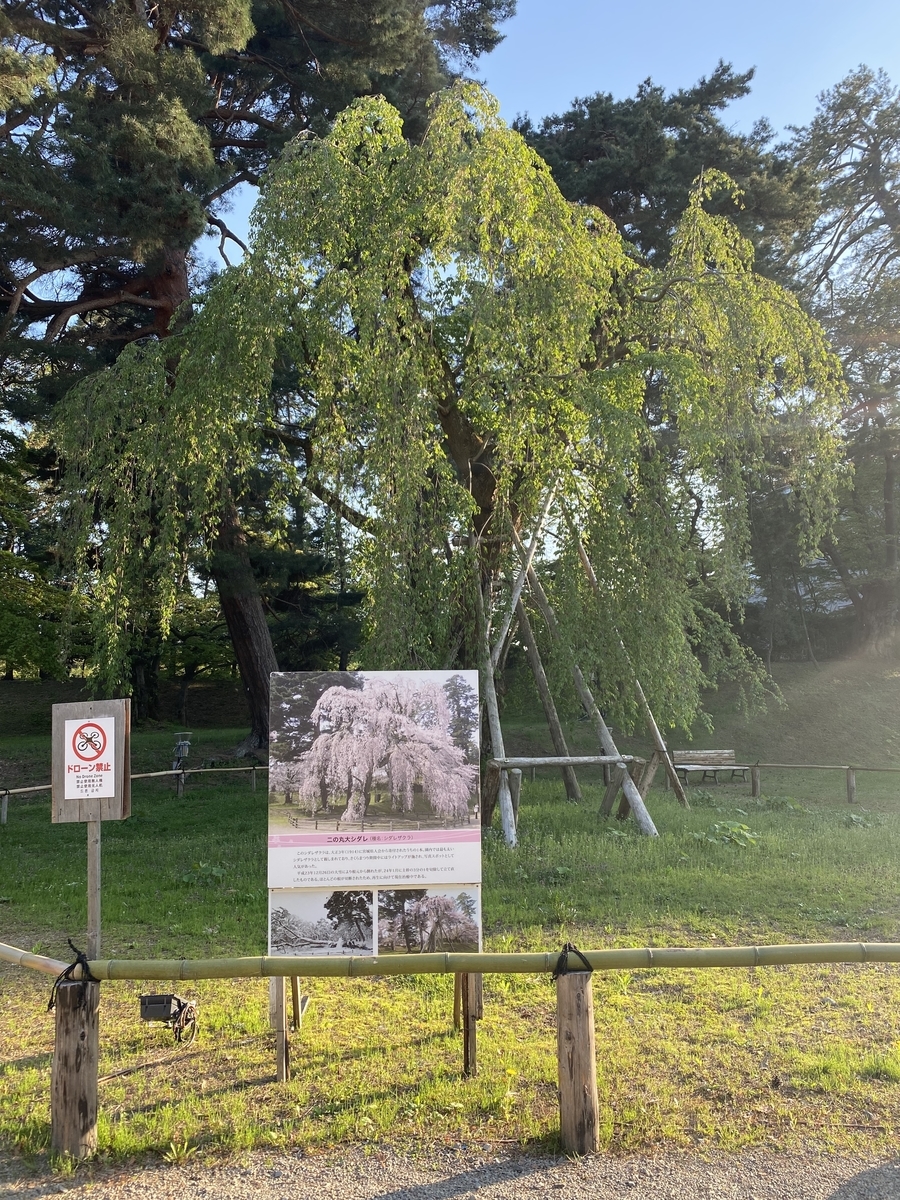 弘前城の桜