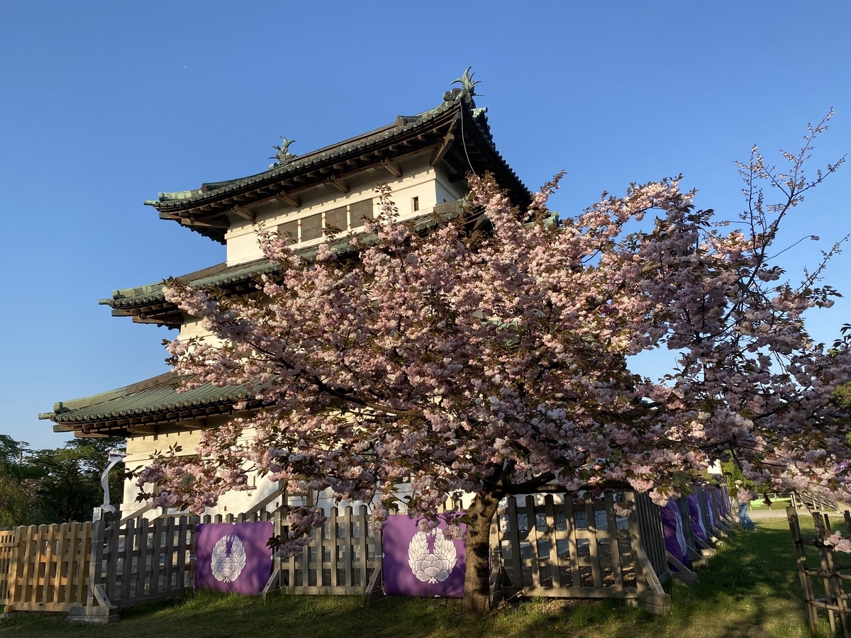 弘前城の桜