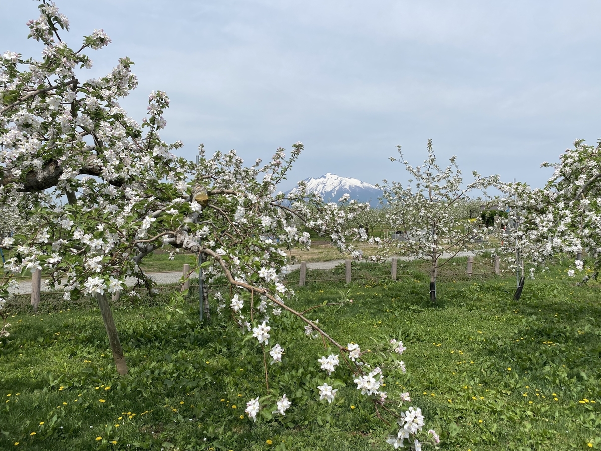 弘前りんご花まつりのりんごの花