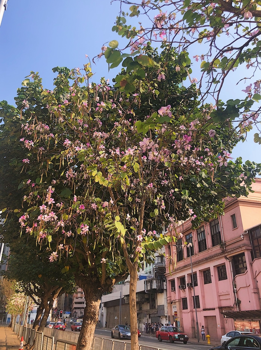 f:id:glansis:20210328013439j:plain