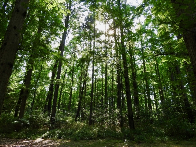 f:id:glasstic-blue:20170610153818j:image