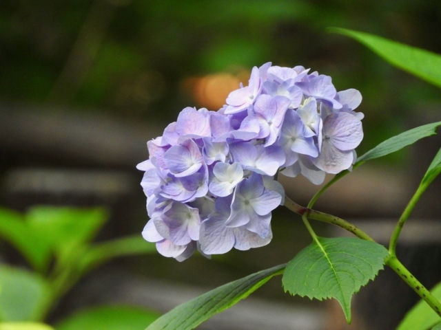 f:id:glasstic-blue:20170610161217j:image