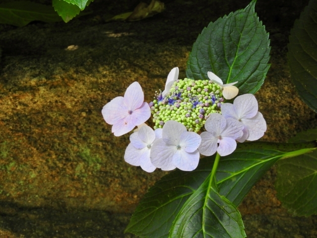 f:id:glasstic-blue:20170610161236j:image