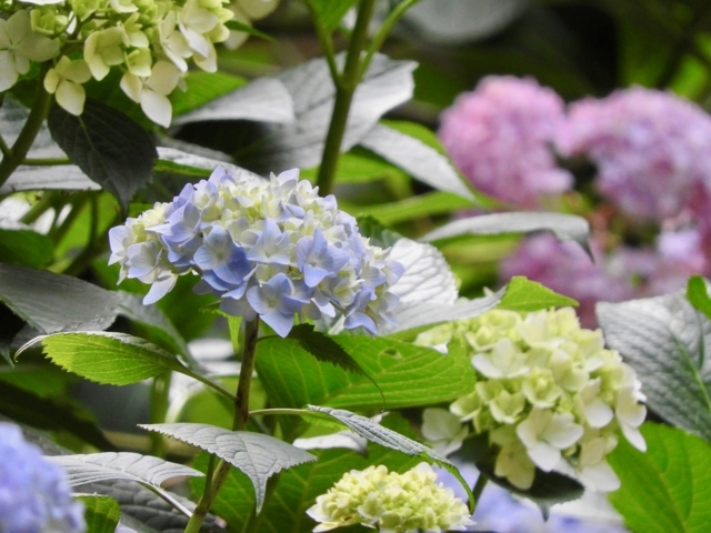 f:id:glasstic-blue:20170610161548j:image