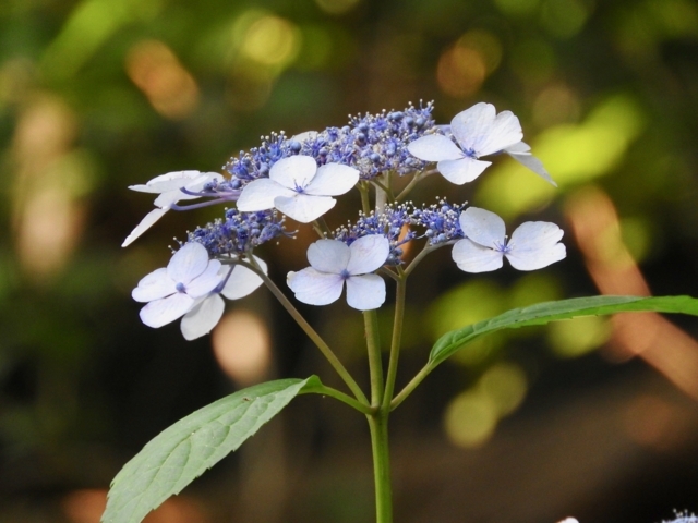 f:id:glasstic-blue:20170610162659j:image