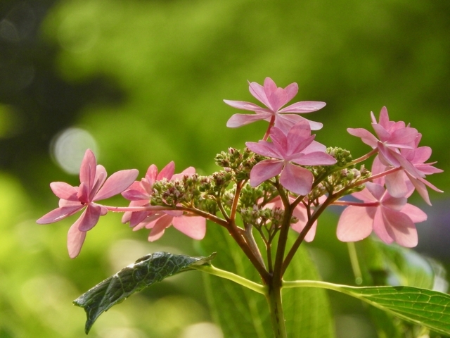 f:id:glasstic-blue:20170610163636j:image