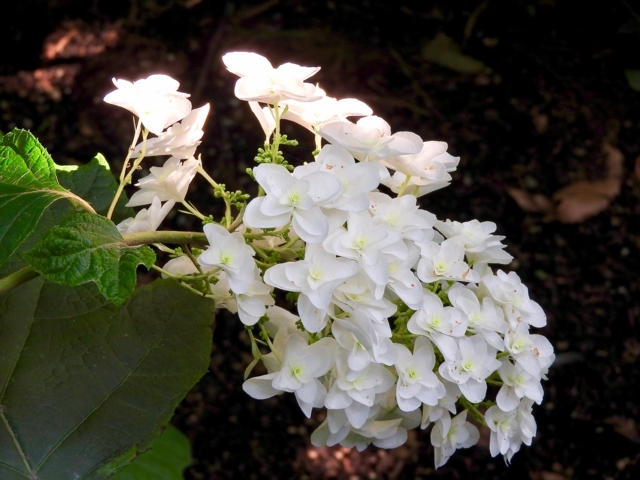 f:id:glasstic-blue:20170610164142j:image