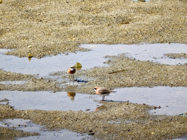 f:id:glasstic-blue:20180504144456j:image