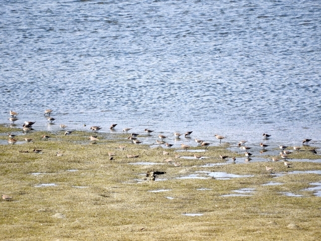 f:id:glasstic-blue:20180504144908j:image