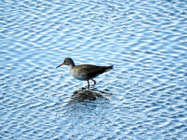 f:id:glasstic-blue:20180504145731j:image