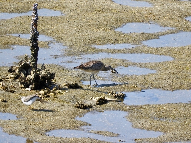 f:id:glasstic-blue:20180504150214j:image