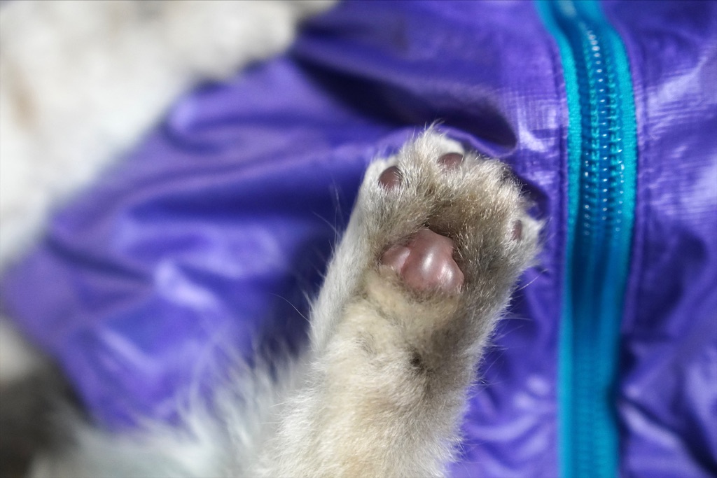 f:id:glenrivetriver:20201105185004j:image