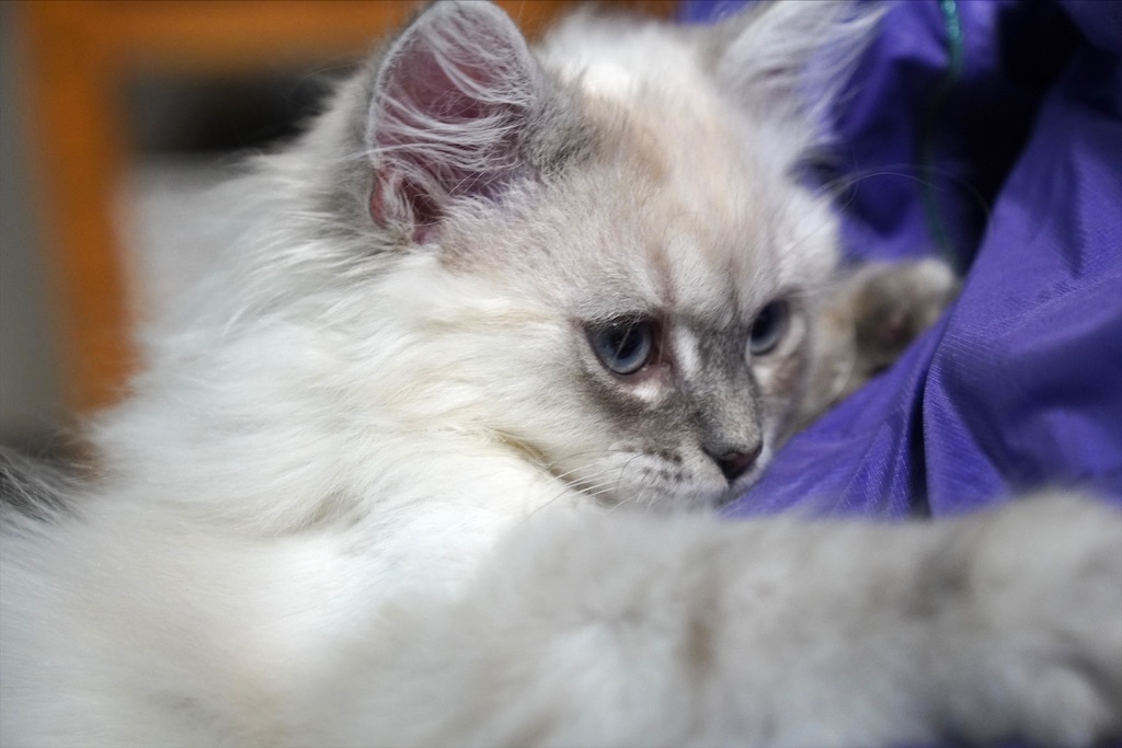 f:id:glenrivetriver:20201105185016j:image