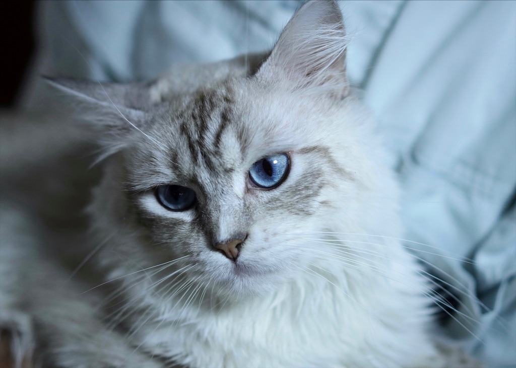 チャルリズです。　猫　ホワイトタイガー 81oNAouUt6L._UF350,350_QL50_.jpg