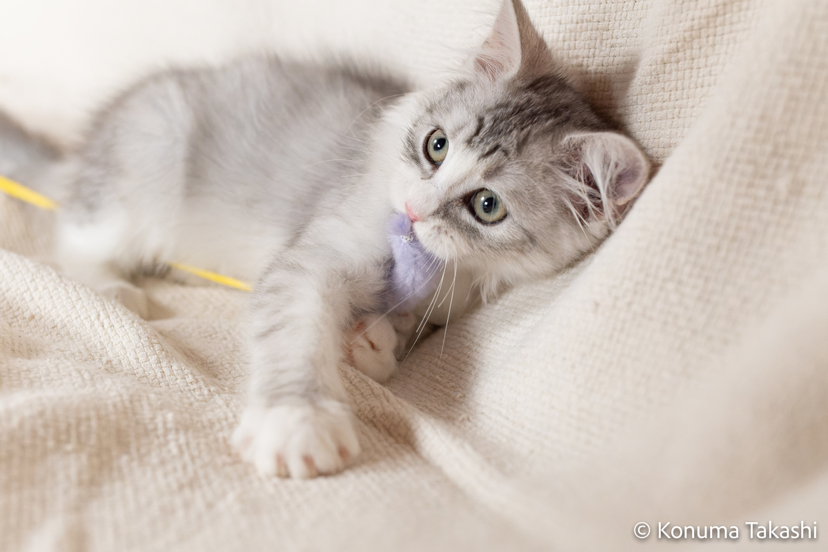ベレーを被ったお座り猫（シルバータビー） 367e6a07f175fb37ebff8cb73a0c7f