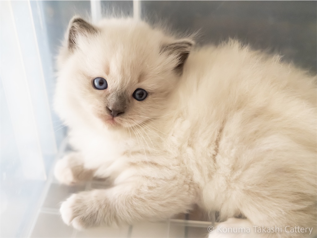山猫だんだん NW−A25 管理ナンバー2533　2511 ラグドールの赤ちゃん - こぬまサイベリアン幼稚園日誌