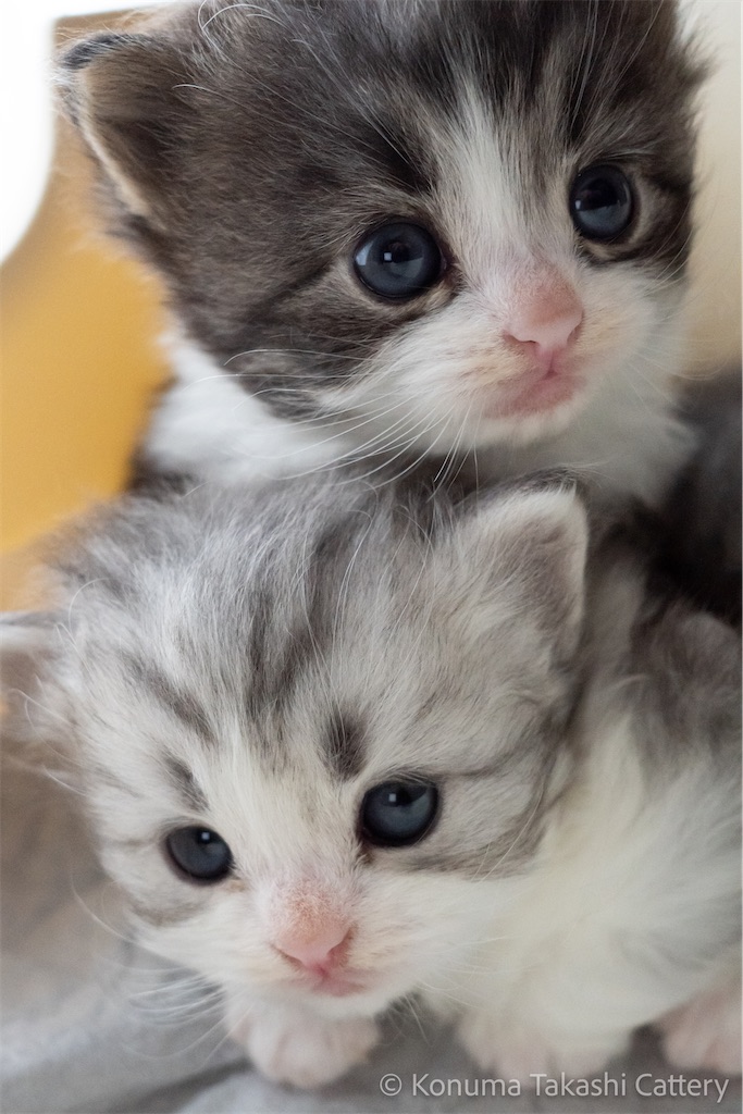 f:id:glenrivetriver:20230413162408j:image