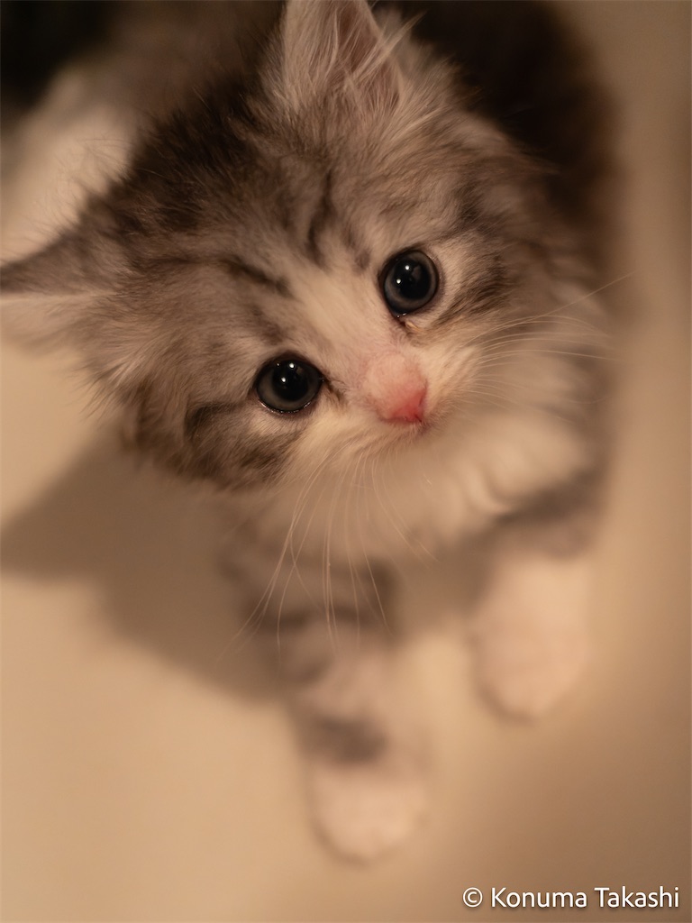 猫砂 ペーパーズグリーン ( 7L ) : 爽快ドラッグ - 通販 - Yahoo