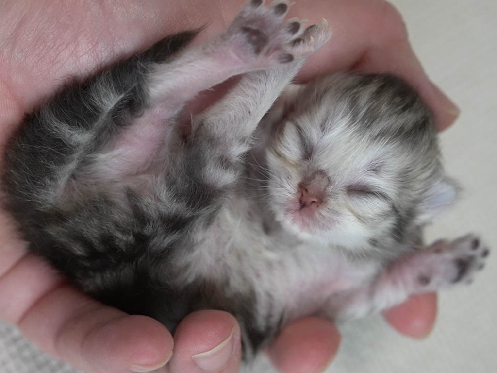 f:id:glenrivetriver:20250323191717j:image