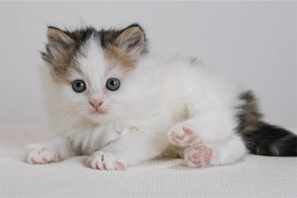 三毛猫ページ File:三毛猫-dsc00836.jpg - Wikimedia Commons