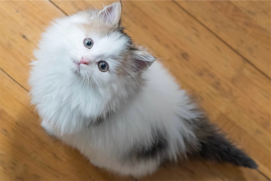 募集中？】三毛猫の男の子。サイベリアン。 - こぬま