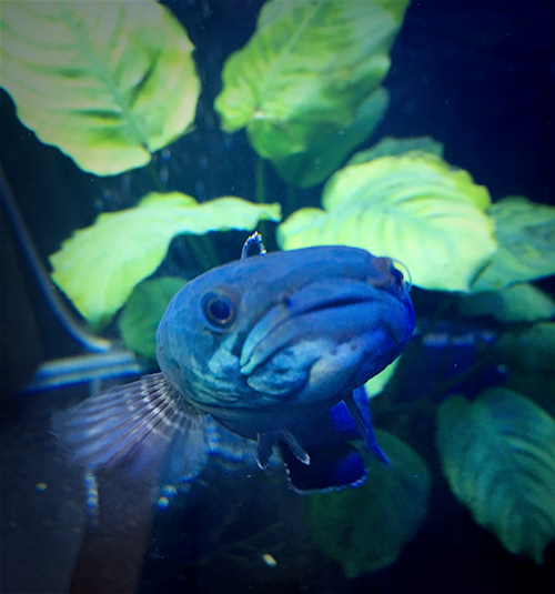 ブルームーンギャラクシースネークヘッド チャンナパルダリス の日常 Glintaqua