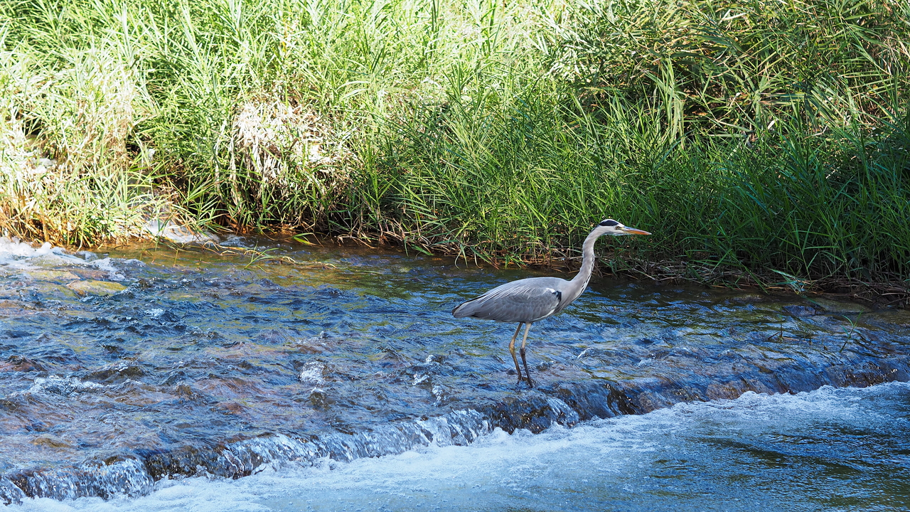 f:id:glitteringrivergreen:20191114112014j:plain