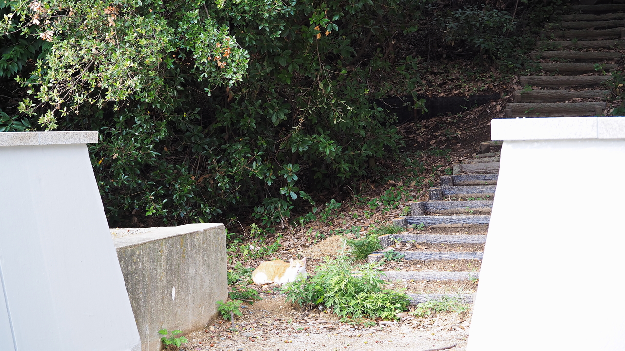 f:id:glitteringrivergreen:20191114112134j:plain