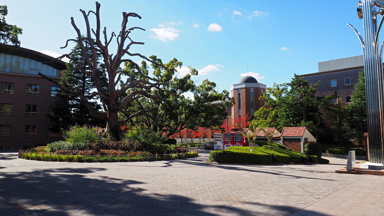 f:id:glitteringrivergreen:20191116124042j:plain