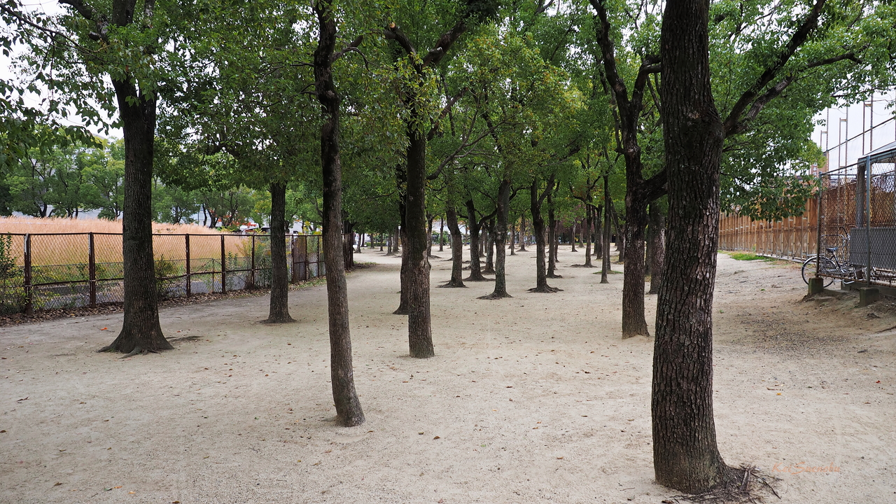 f:id:glitteringrivergreen:20191202170653j:plain