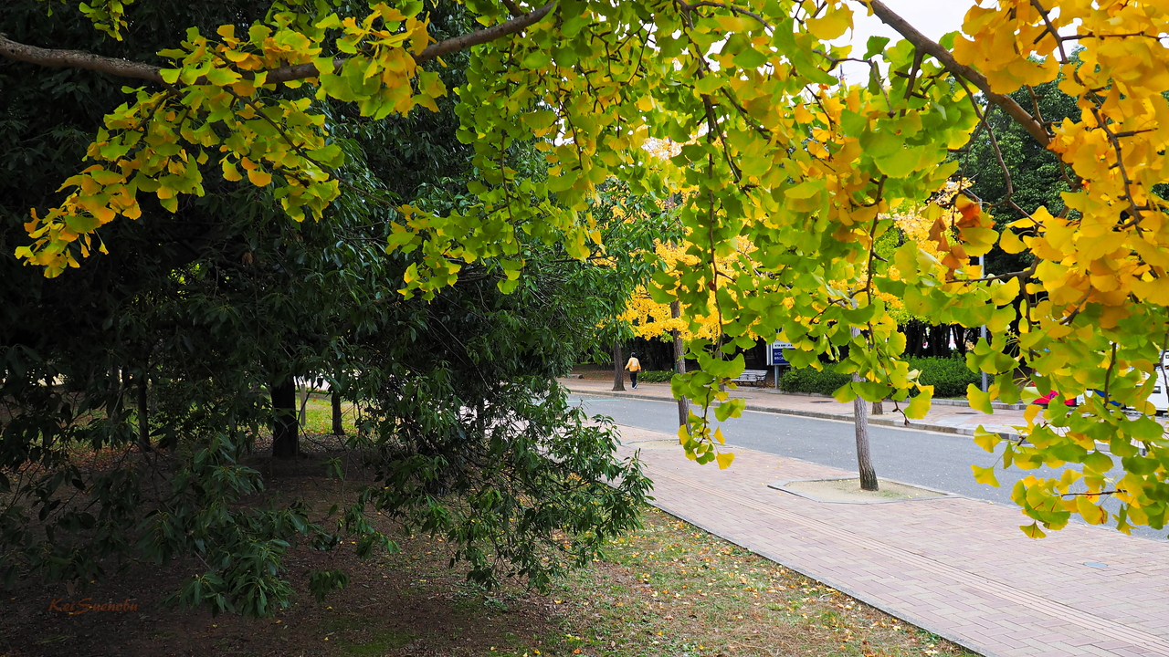 f:id:glitteringrivergreen:20191202170708j:plain