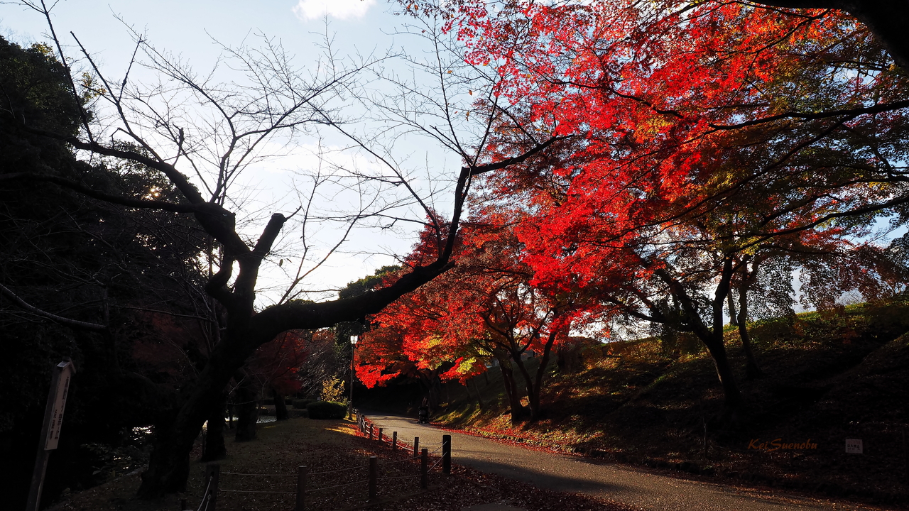 f:id:glitteringrivergreen:20191203094924j:plain