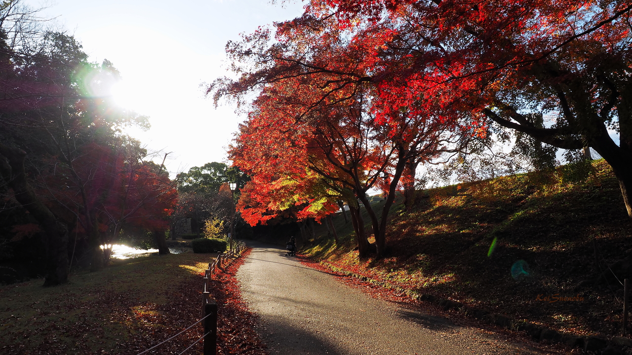 f:id:glitteringrivergreen:20191203094930j:plain