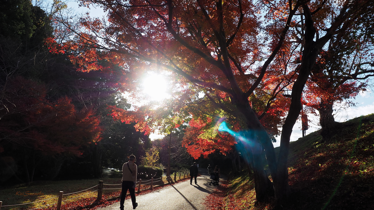 f:id:glitteringrivergreen:20191203094936j:plain