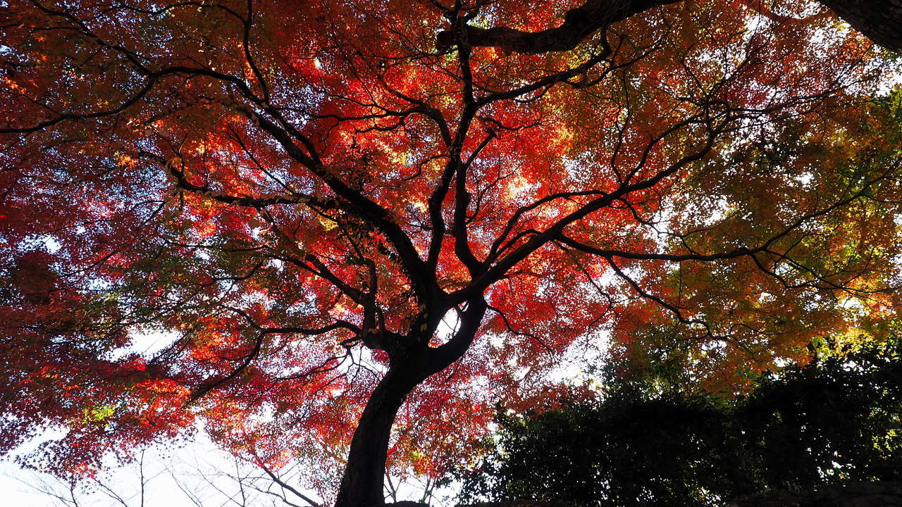 f:id:glitteringrivergreen:20191203094952j:plain