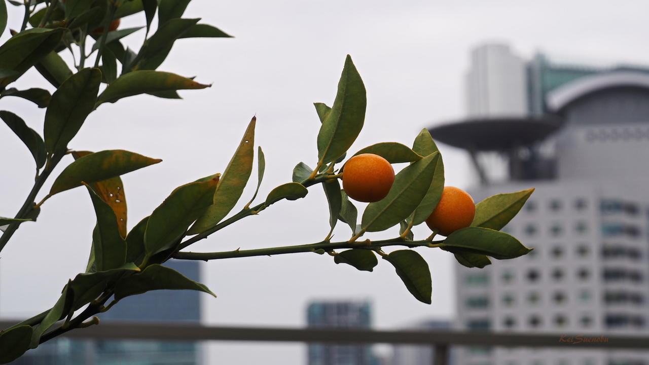 f:id:glitteringrivergreen:20191220180857j:plain