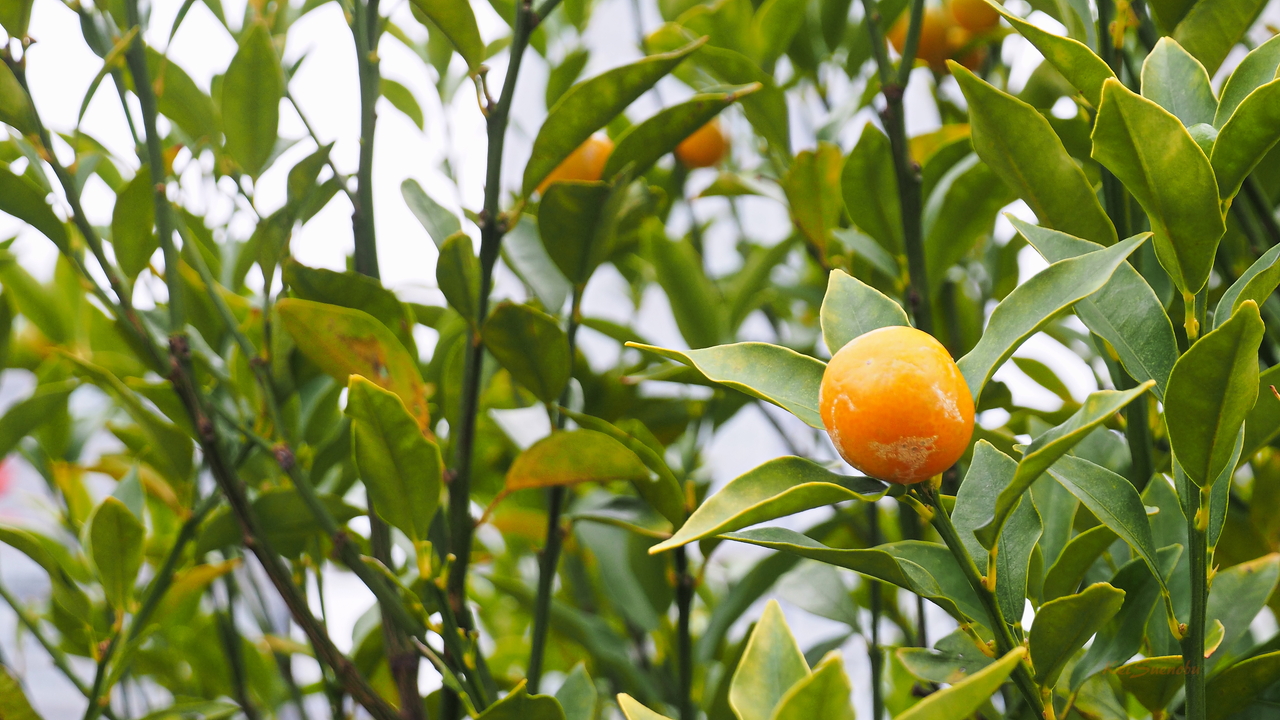 f:id:glitteringrivergreen:20191220180903j:plain