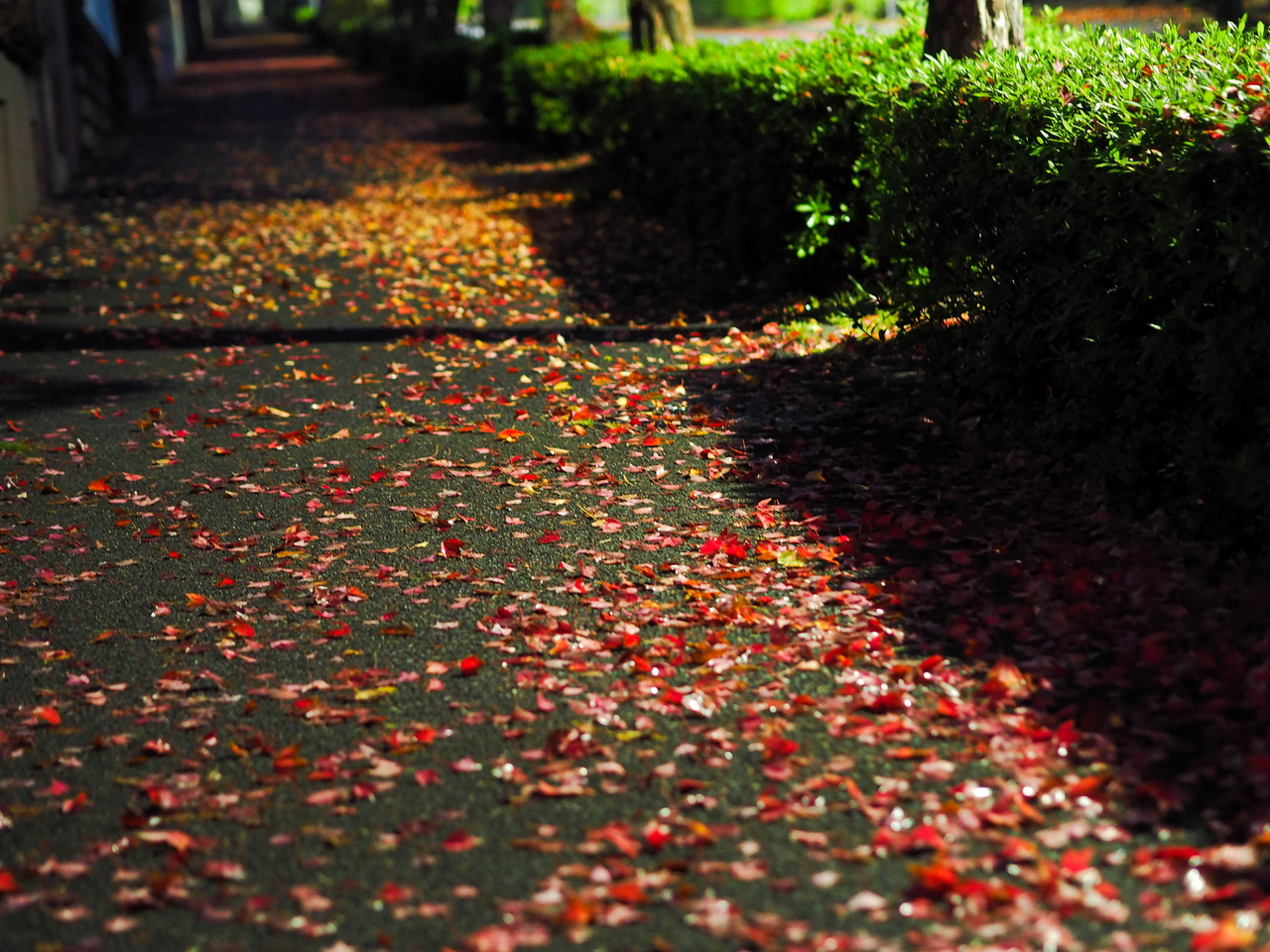 f:id:glitteringrivergreen:20201108223706j:plain