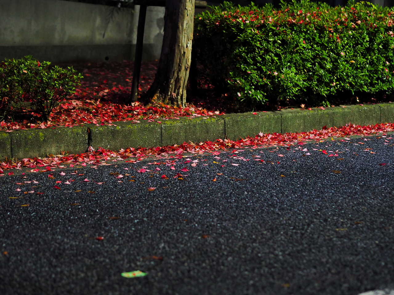 f:id:glitteringrivergreen:20201108223731j:plain