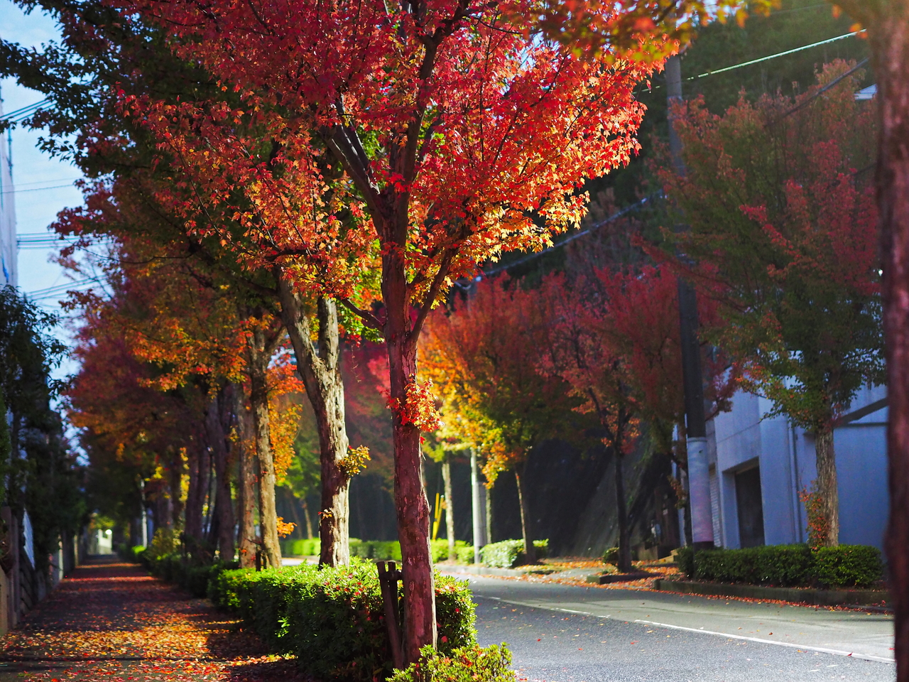 f:id:glitteringrivergreen:20201108223738j:plain